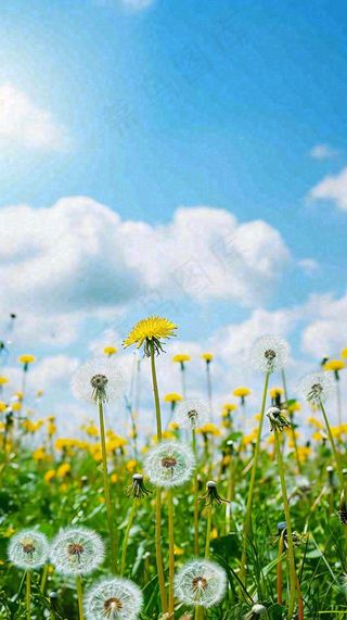 城市晴天阳光鲜花春天蓝天白云，立夏小满