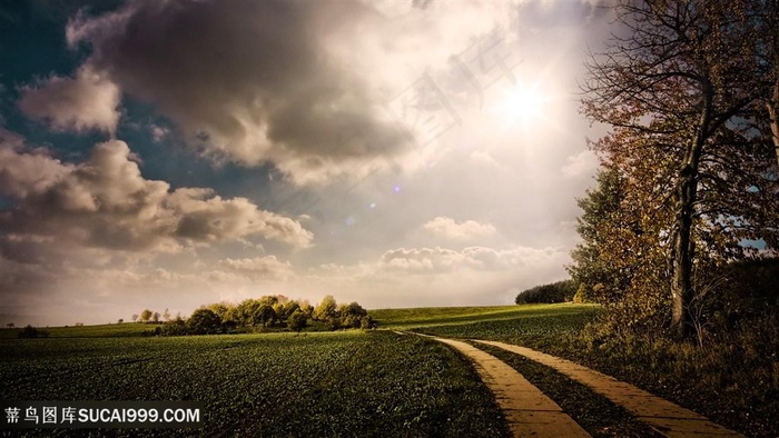 草地大树美景壁纸