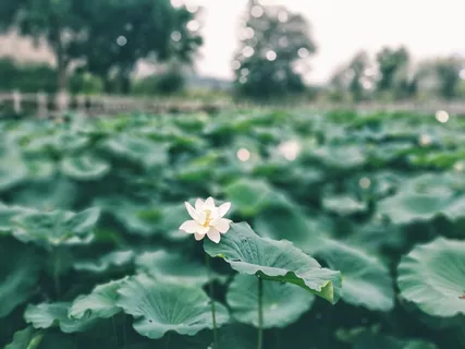 立夏荷花摄影图