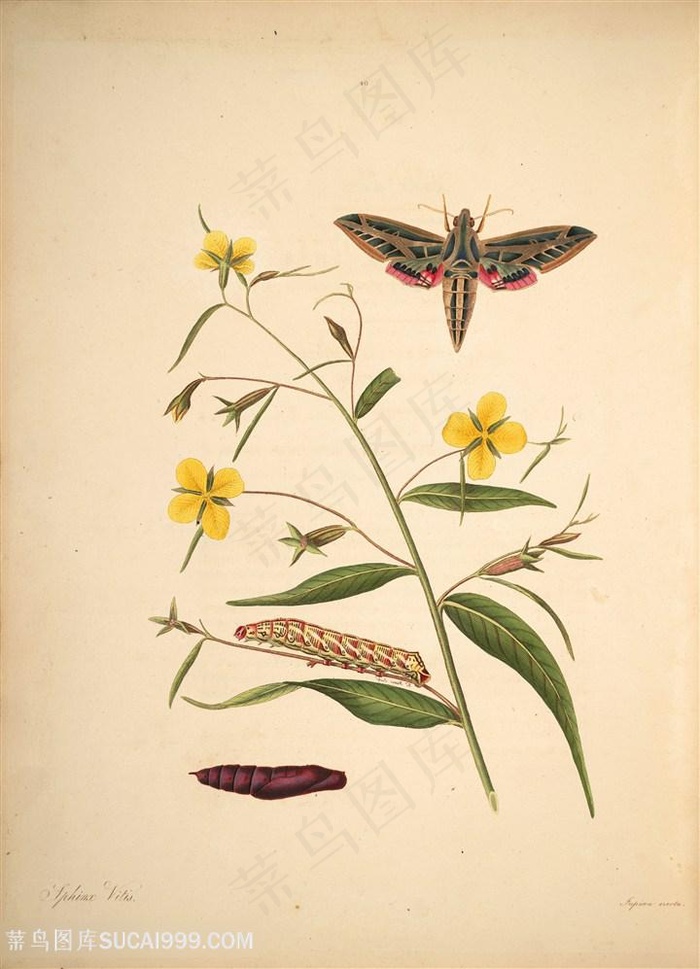 蝴蝶植物菊花昆虫复古图谱