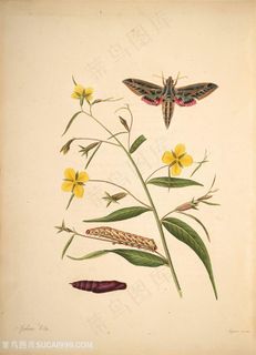 蝴蝶植物菊花昆虫复古图谱