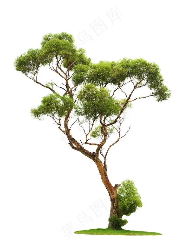 自然大树植物图片