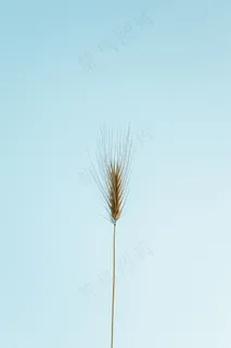 小麦穗PPT背景图片