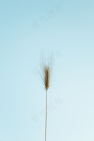 小麦穗PPT背景图片