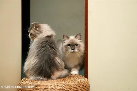 高清编织凳上可爱波斯猫图片