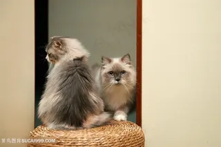 高清编织凳上可爱波斯猫图片