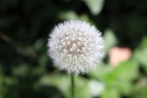 蒲公英壁纸图片 蒲公英壁纸图片