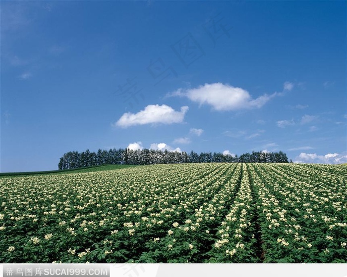 色彩鲜艳的花海