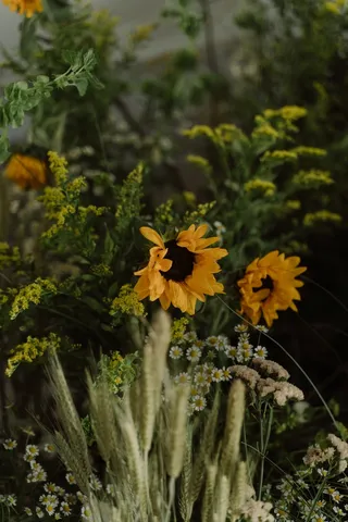 黄色向日葵摄影素材