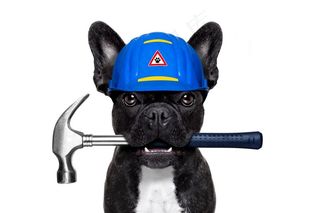 创意职业装小狗素材