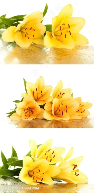 黄色百合花摄影素材 黄色百合花摄影素材