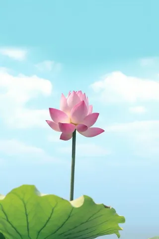 清新阳光荷花荷叶天空白云背景