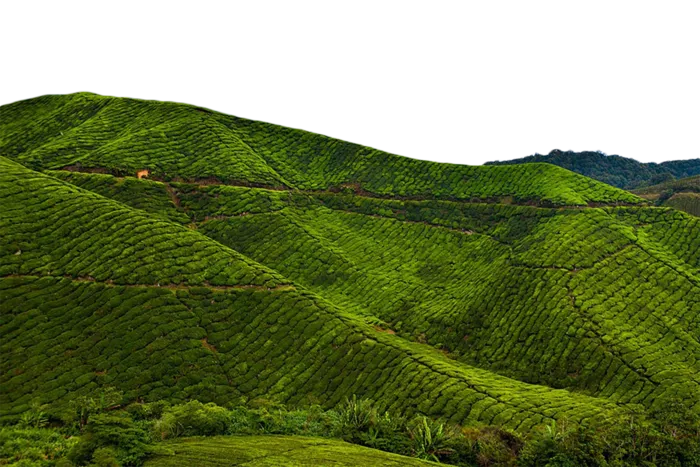 山地绿植现代农业