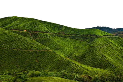 山地绿植现代农业