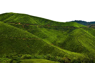 山地绿植现代农业