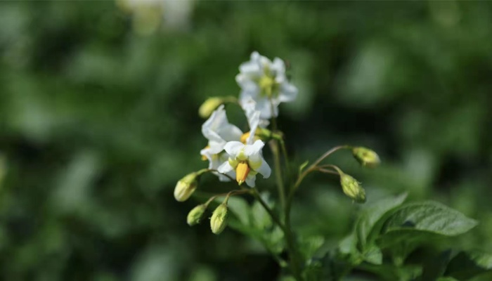 白色小花元素