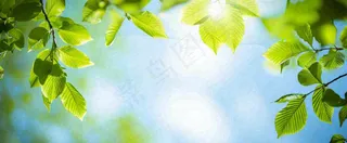 春天阳光绿叶嫩芽清新，立春春分摄影图