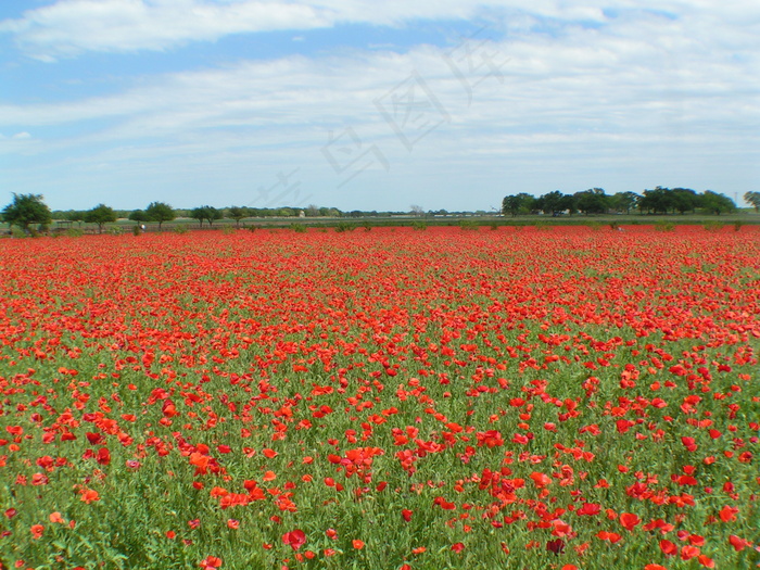 罂粟花高清图片素材