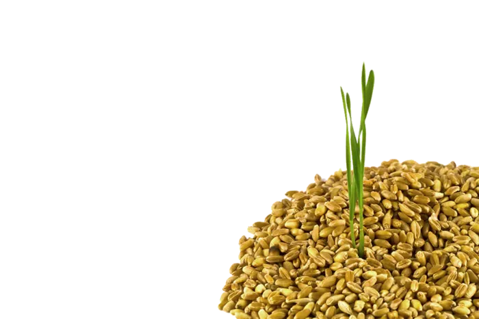 麦子发芽现代农业
