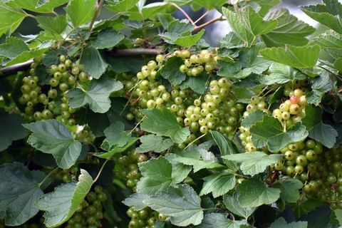 长满树藤的浆果图片