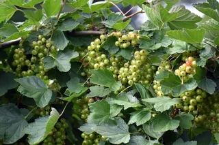 长满树藤的浆果图片