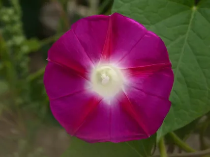 单朵紫红色牵牛花图片