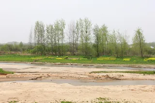 河边远方的白杨树