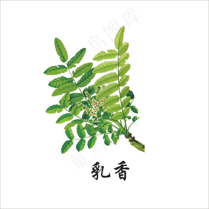 手绘草本中药药材乳香