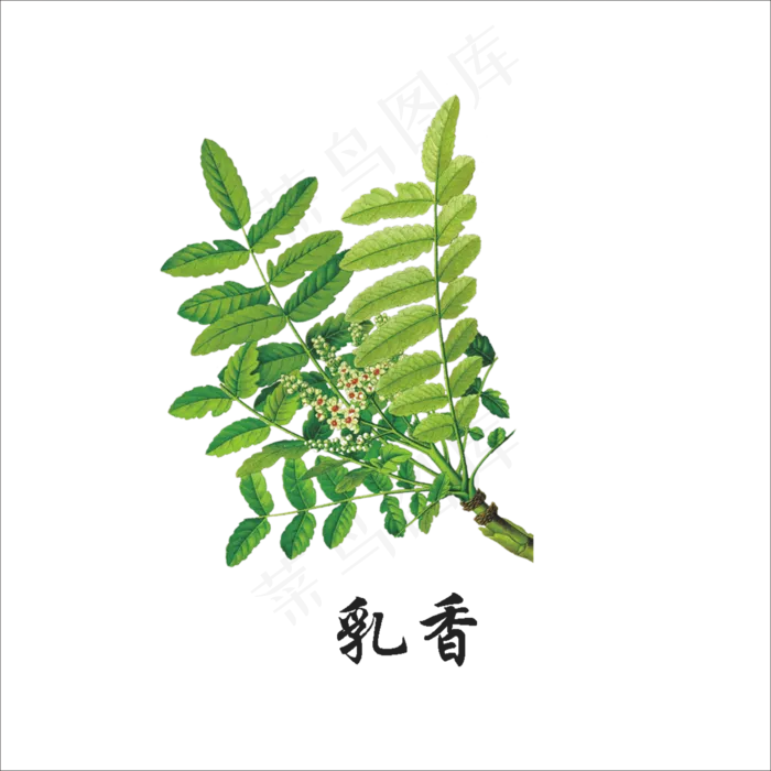 手绘草本中药药材乳香