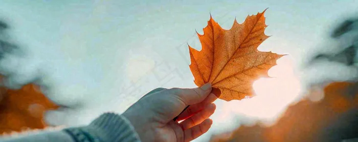 秋天手拿秋叶落日光照，温馨特写，立秋秋分摄影图(1728x688)