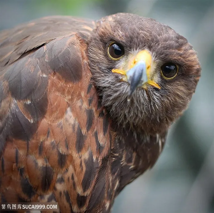 目瞪口呆的老鹰图片