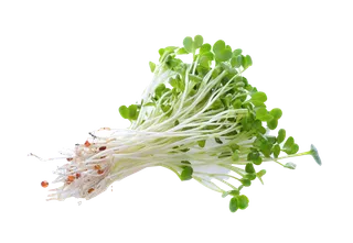 豆芽 (5)超市商品白底图免抠实物摄影png格式图片透明底