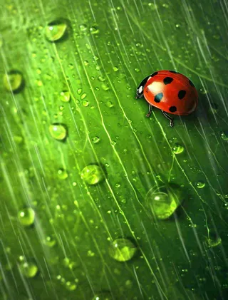 下雨，绿色树叶上，七星瓢虫，雨水，惊蛰，谷雨，春天摄影图