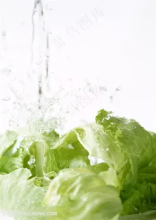 新鲜生菜蔬菜高清素材 新鲜生菜蔬菜高清素材