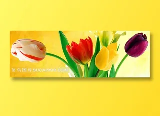 高清郁金香高清花卉素材