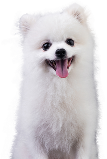 免扣素材实物狗狗摄影