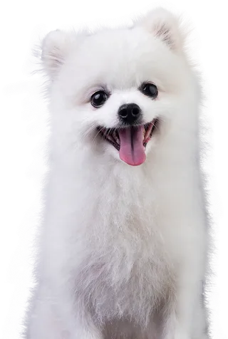 免扣素材实物狗狗摄影