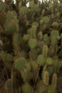绿色仙人掌仙人球摄影素材 绿色仙人掌仙人球摄影素材