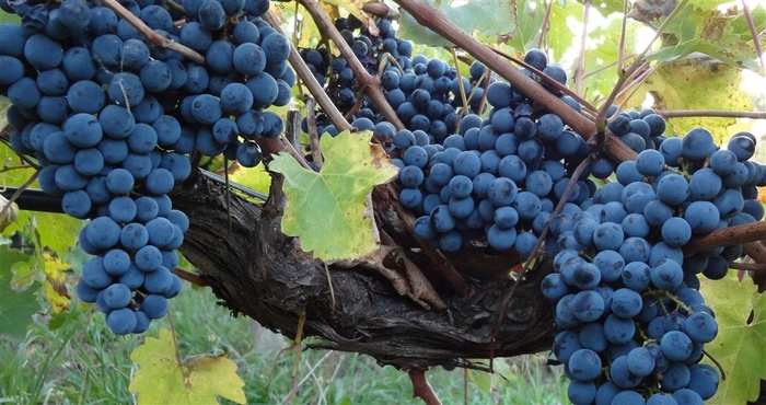 葡萄水果海报 水果