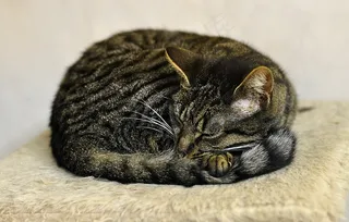 熟睡的小猫图片