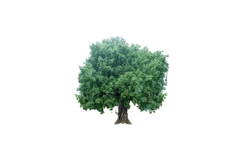 树免抠素材 树免抠素材