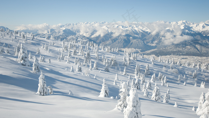 雪山的松树