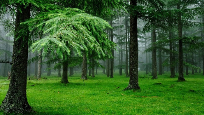 高清树林森林风景