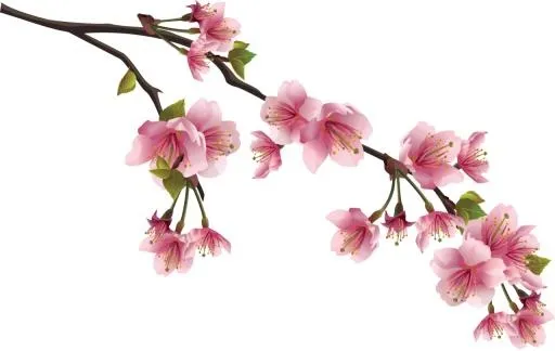 樱花 PNG免抠(1280x811)