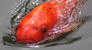 湖面红色鲫鱼图片