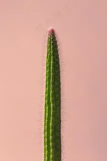 绿色仙人柱植物景观图片