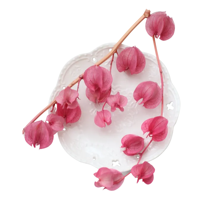 盘子带灯笼花素材免扣png