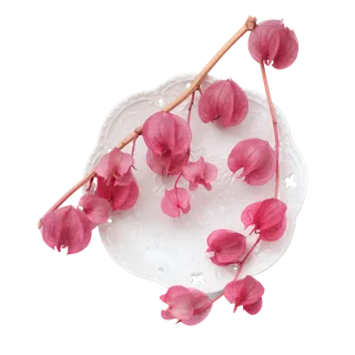 盘子带灯笼花素材免扣png