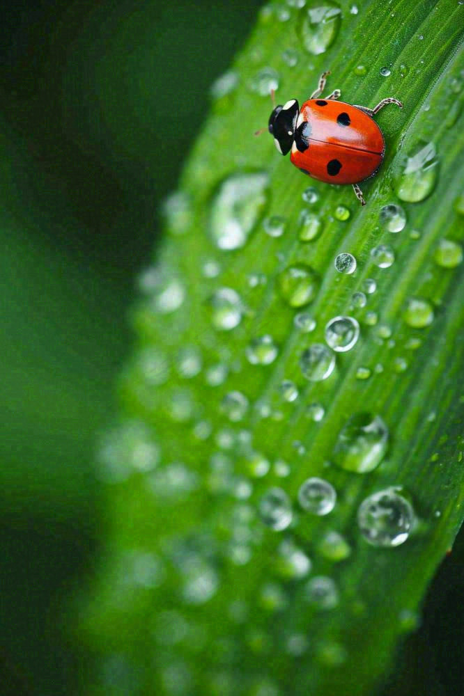 春夏雨天雨水七星瓢虫叶子，昆虫，小暑大暑白露雨水谷雨摄影图(896x1344)