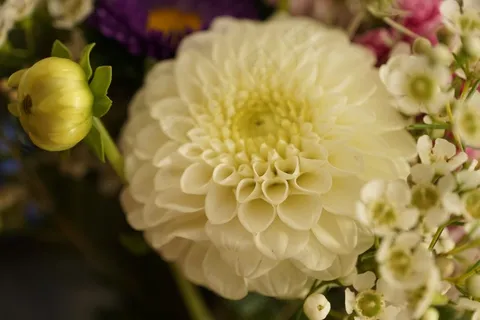 白色娇琴纱摄影图片 白色娇琴纱摄影图片